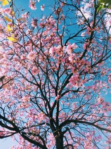 tree-nature-branch-blossom-plant-leaf-99664-pxhere.com