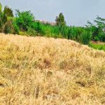 3 दिवसांपासून अवकाळीचा कहर; 620 हेक्टरवरील पिकांची नासाडी:एका व्यक्तीचा मृत्यू, गोठ्यासह 35 घरांची पडझड‎