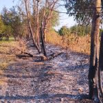 घाटलाडकी परिसरात आगीच्या दोन घटना:संत्रा बागा जळाल्या, शेतकऱ्यांकडून नुकसानभरपाईची मागणी