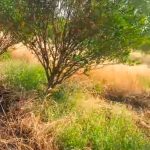 वीज तारांमधून पडलेल्या ठिणग्यांनी शेतात आग:गहू आणि संत्रा बागेचे मोठे नुकसान, शेतकऱ्याची तक्रार; अमरावतीच्या चिंचोनातील घटना