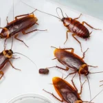 Cockroach Removal Tips | घरामधील झुरळांच्या त्रासाने हैराण झालात? तर ‘हे’ घरगुती उपाय नक्की करा