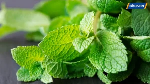Pudina-Health-Benefits.webp.webp