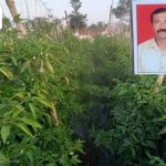 प्रगतीशिल शेतकरी:“तिखट” प्रयोगाचे ”गोड" फळ, मिरची लागवडीतून 35 गुंठ्यांत 7 लाख कमाई; सटाण्याच्या शेतकऱ्याचा यशस्वी प्रयोग