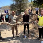 13 Foot Python Rescue | 13 फुटी महाकाय अजगराची दहशत; वनविभागाकडून सुरक्षित सुटका