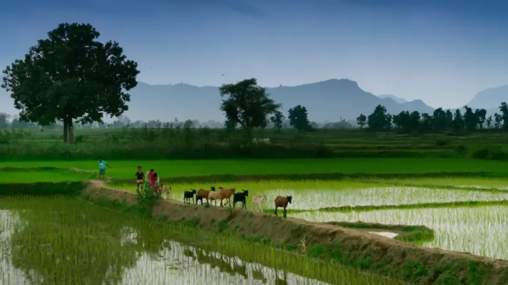 Monsoon-Update-Imp-Advice-for-farmers.webp.webp