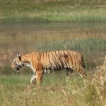 ताडोबा जनगणनेत 42 वाघ, 13 बिबट्यांची नोंद:5 हजार 765 वन्यजीव दर्शनांनी ताडोबा-अंधारी व्याघ्र अभयारण्याची समृद्धी स्पष्ट