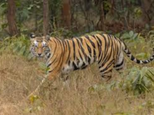copy-of-db-temp-photo-resize-marathi-2026-05-24t10_1779597818.png