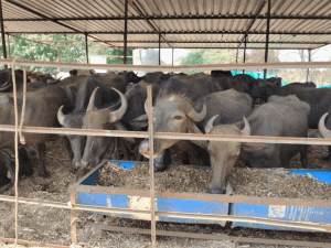 new-project-2026-05-19t111533842_1779169856.gif