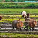 66f2b7a235857-indian-farmer-monsoon-kharif-055933789-16x9-1.webp.webp