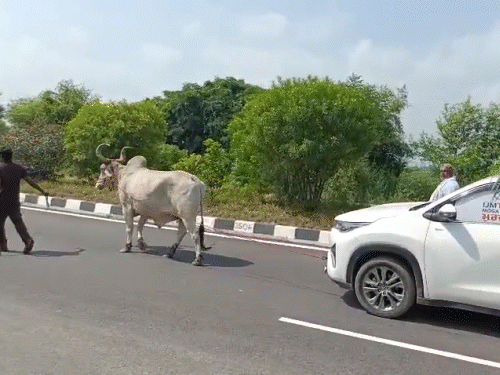 ₹31 लाखांची कार बैलाने ओढत शोरूमला आणली:मालक म्हणाला- 5 महिन्यांपासून RC नाही, स्टाफ चारा नेण्यास सांगत होता