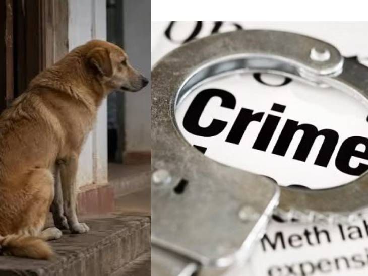 छत्रपती संभाजीनगरमधील संतापजनक प्रकार:घर रिकामे करण्याच्या वादातून 2 पाळीव कुत्र्यांची शस्त्राने हत्या, सख्खा भाऊ अन् भावजयीवर गुन्हा